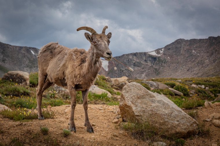 072 Mount Evans, dikhoornschaap.jpg